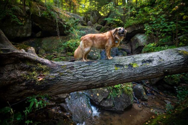 Allegheny National Forest