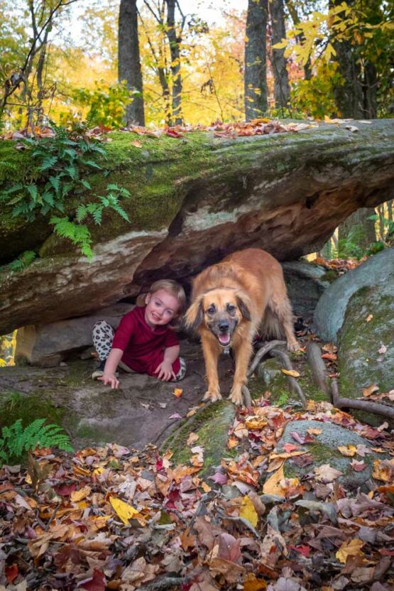 Allegheny National Forest