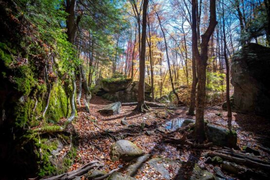 Allegheny National Forest